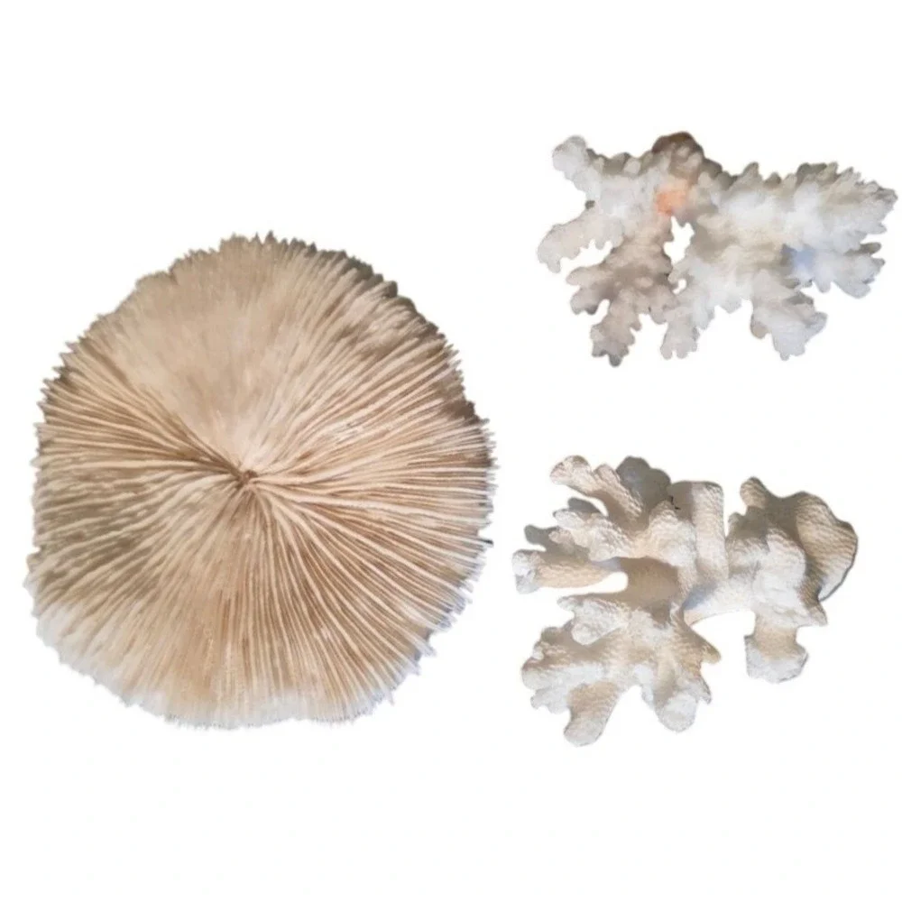 Natural Coral Specimen Trio For Home Décor 2